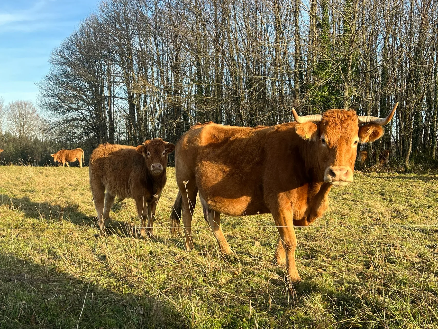 Cattle grazing in the countryside near Bellac